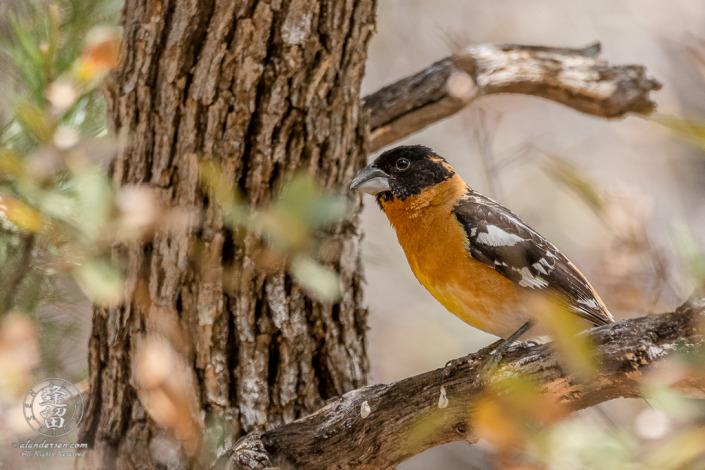 Black-headed Grosbeak (Pheucticus melanocephalus) perched on an Oak tree limb.