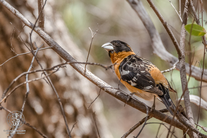 Black-headed Grosbeak (Pheucticus melanocephalus) perched in a bush.