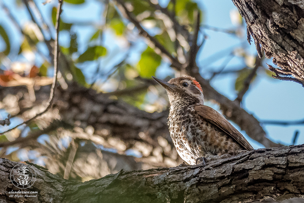 Arizona Woodpecker (Picoides arizonae) perched up in an Oak tree.