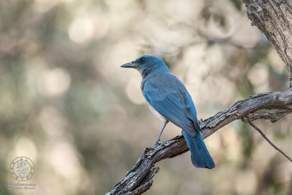 Mexican Jay (Aphelocoma wollweberi) perched on dead Oak tree limb.