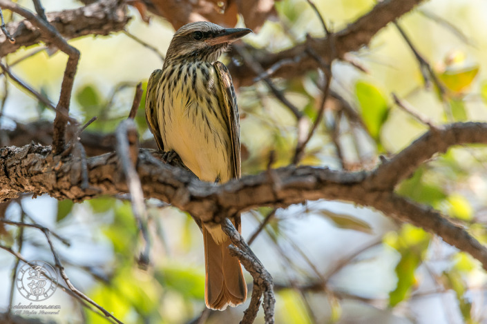 Sulphur-bellied Flycatcher (Myiodynastes luteiventris) perched in Oak tree.