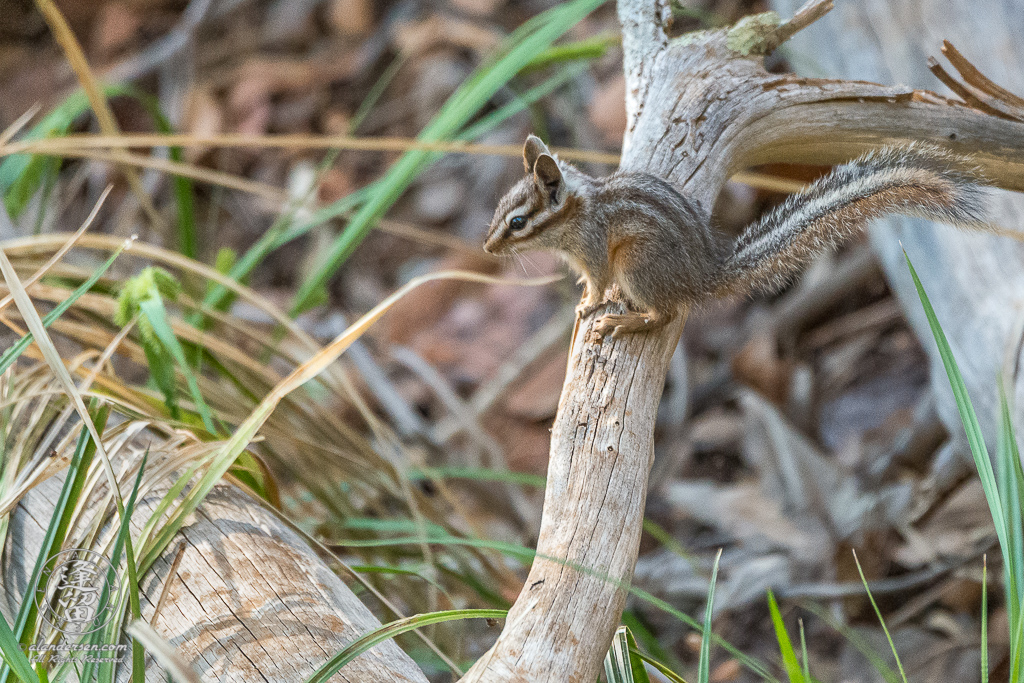 Cliff Chipmunk (Tamias dorsalis) perched atop dead gray tree limb.