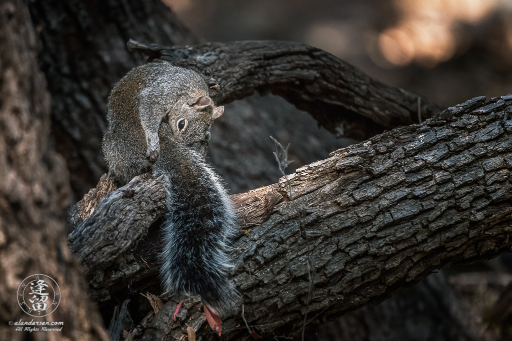 Arizona Gray Squirrel (Sciurus arizonensis) grooming itself on a tree limb.