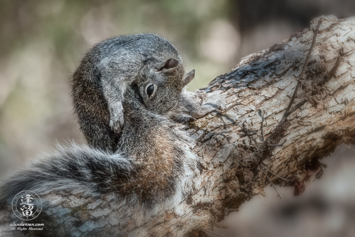 Arizona Gray Squirrel (Sciurus arizonensis) grooming itself on a tree limb.