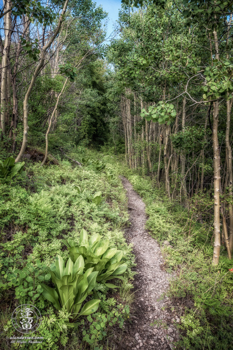 Aspen-lined trail to Carr Peak in the Huachuca Mountains of Southeastern Arizona.