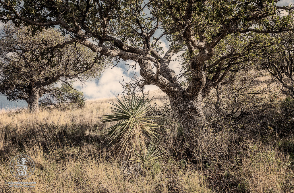 Oak tree and Yucca on grassy hillside.