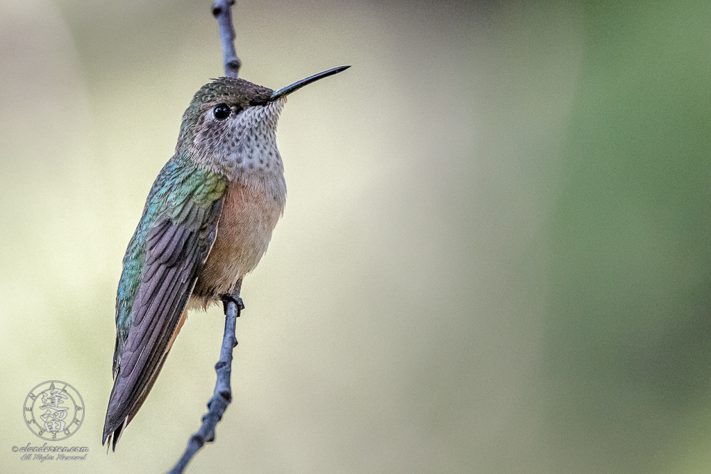 Small Broad-tailed Hummingbird (Selasphorus platycercus) clinging to evergreen limb.