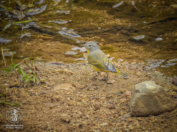 Nashville Warbler (Oreothlypis ruficapilla) posing while drinking from the creek at upper Brown Canyon in the Huachuca Mountains of Southeastern Arizona.