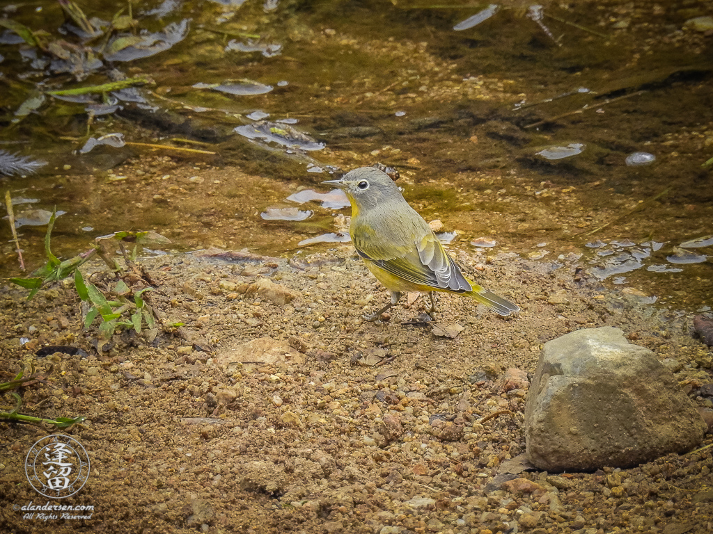 Nashville Warbler (Oreothlypis ruficapilla) posing while drinking from the creek at upper Brown Canyon in the Huachuca Mountains of Southeastern Arizona.