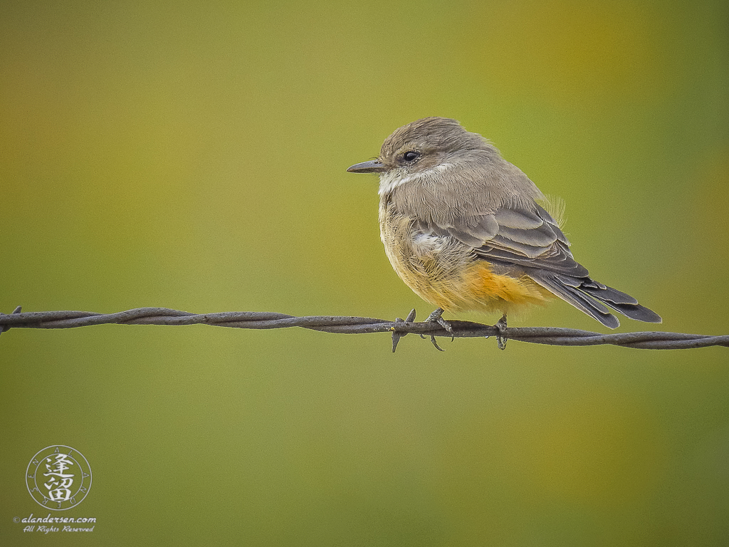 Female Vermilion Flycatcher(Pyrocephalus rubinus) perched on a strand of barbed-wire as it surveys the immediate area for its next meal.