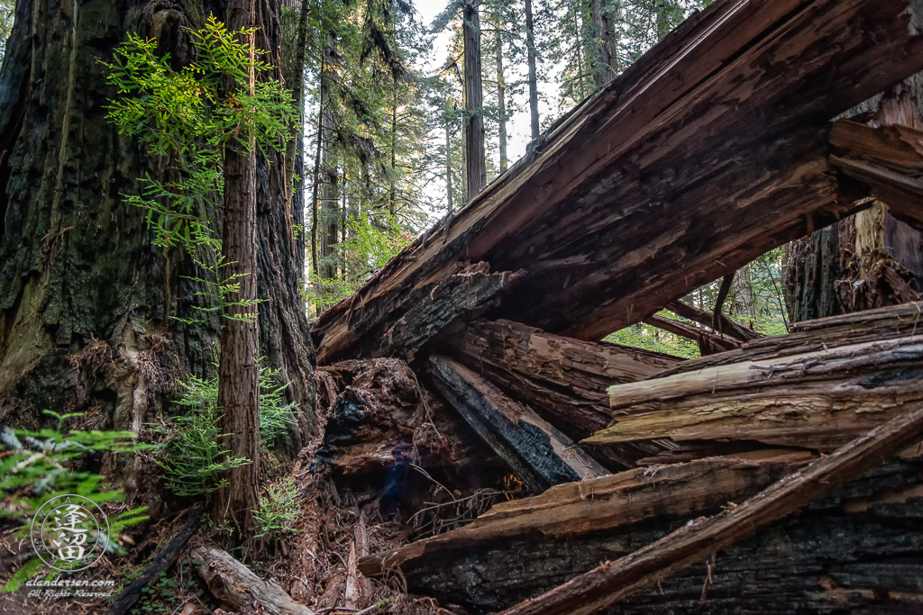 Massive trunk of fallen Redwood tree at Jedediah Smith Redwood State Park in Northern California.