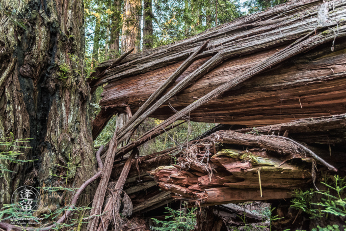 Split and twisted trunk of fallen Redwood tree at Jedediah Smith Redwood State Park in Northern California.