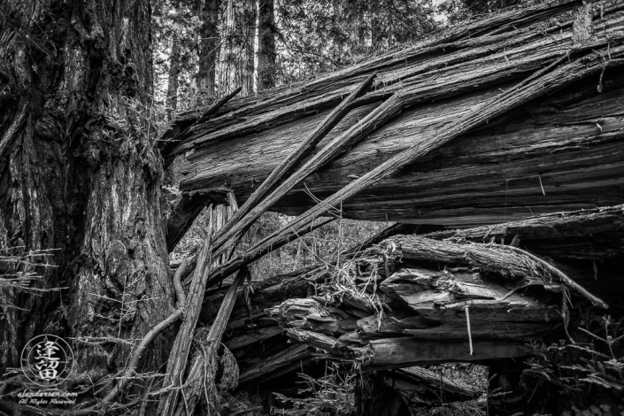 Split and twisted trunk of fallen Redwood tree at Jedediah Smith Redwood State Park in Northern California.