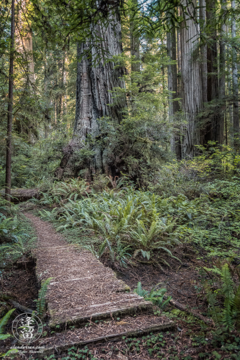 Boardwalk across gully on Leiffer Loop Trail at Jedediah Smith Redwood State Park in Northern California.