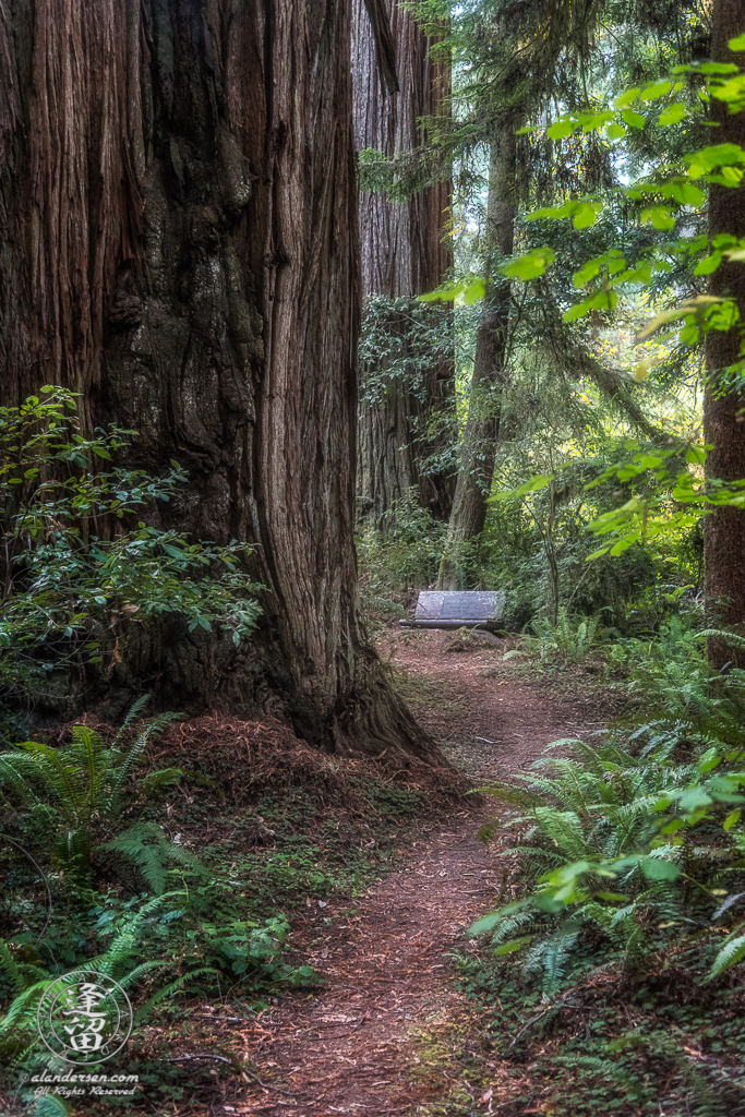 Secluded bench off Leiffer Loop Trail at Jedediah Smith Redwood State Park in Northern California.