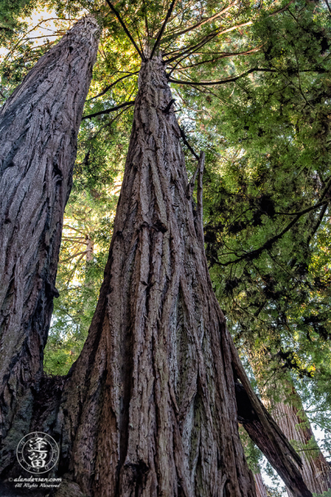 Dizzy view looking up two cojoined Redwood tree trunks at Jedediah Smith Redwood State Park in Northern California.