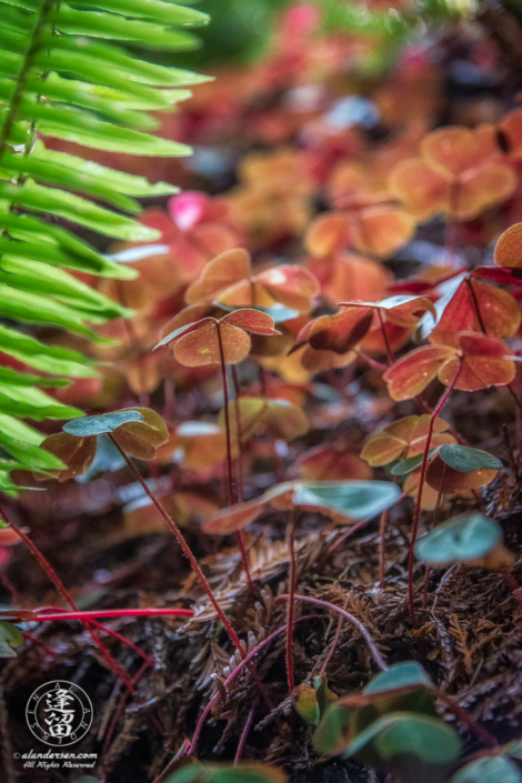 Closeup of ecosystem on fallen Redwood log: ferns, moss, and Redwood Sorrel (Oxalis oregana).