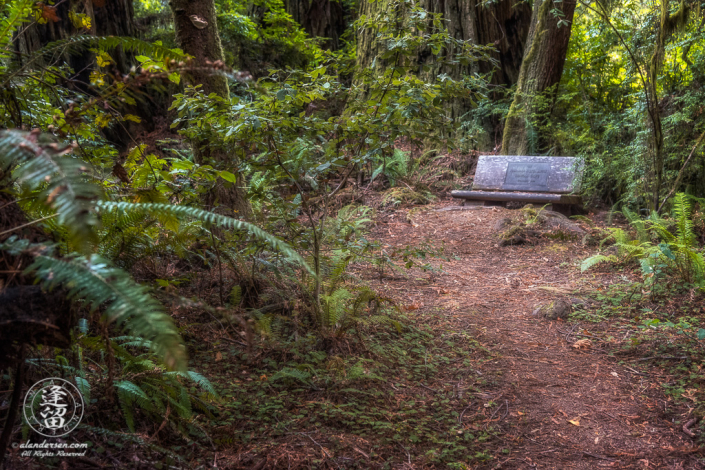 Secluded bench off Leiffer Loop Trail at Jedediah Smith Redwood State Park in Northern California.