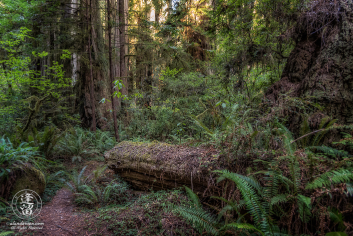 Moss-covered log on Leiffer Trail at Jedediah Smith Redwood State Park in Northern California.