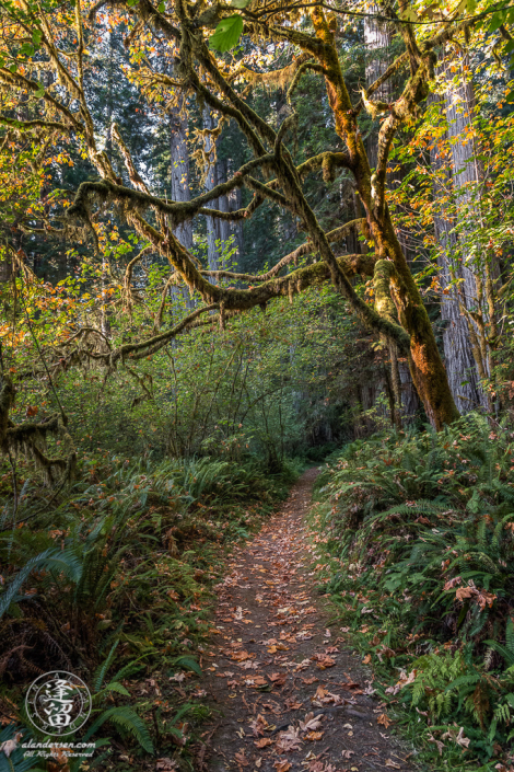 Autumn leaves on Leiffer Loop Trail at Jedediah Smith Redwood State Park in Northern California.