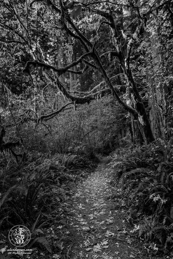 Autumn leaves on Leiffer Loop Trail at Jedediah Smith Redwood State Park in Northern California.