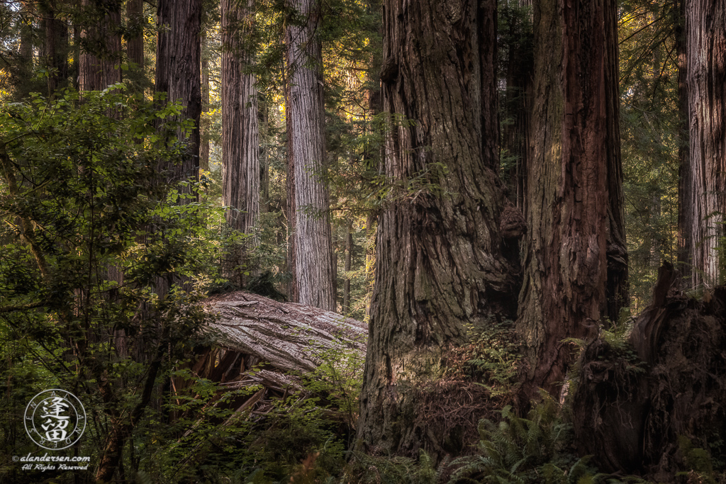 Old growth Redwood forest along Leiffer Loop Trail at Jedediah Smith Redwood State Park in Northern California.