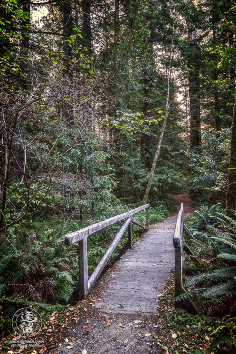 Small wooden bridge across creek on Leiffer Loop Trail at Jedediah Smith Redwood State Park in Northern California.