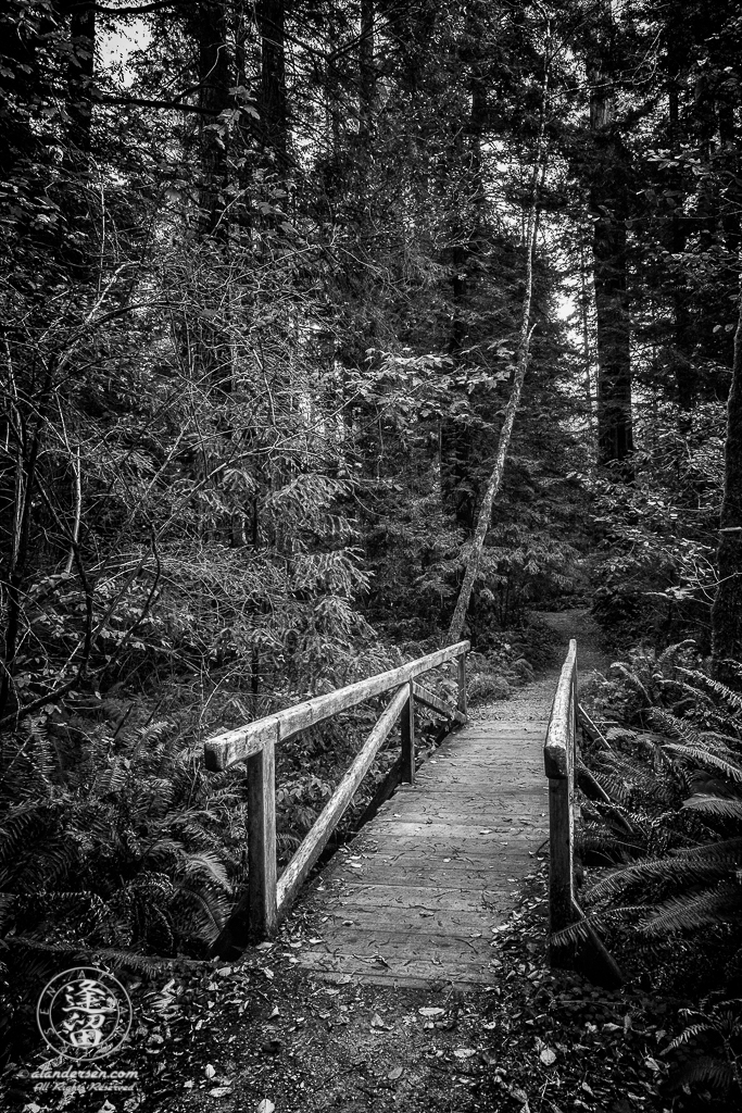 Small wooden bridge across creek on Leiffer Loop Trail at Jedediah Smith Redwood State Park in Northern California.