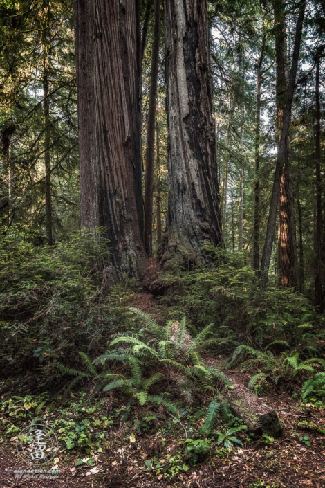 Clump of ferns growing before two tall redwood tree trunks at Jedediah Smith Redwood State Park in Northern California.