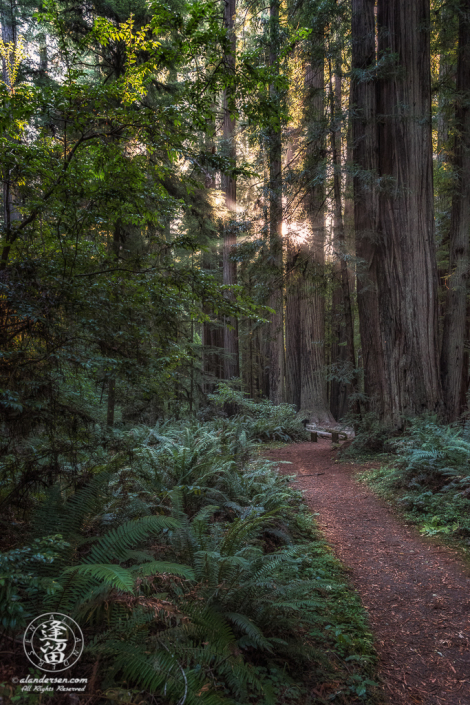 Morning sunbeams shine through tree trunks at Jedediah Smith Redwood State Park in Northern California.