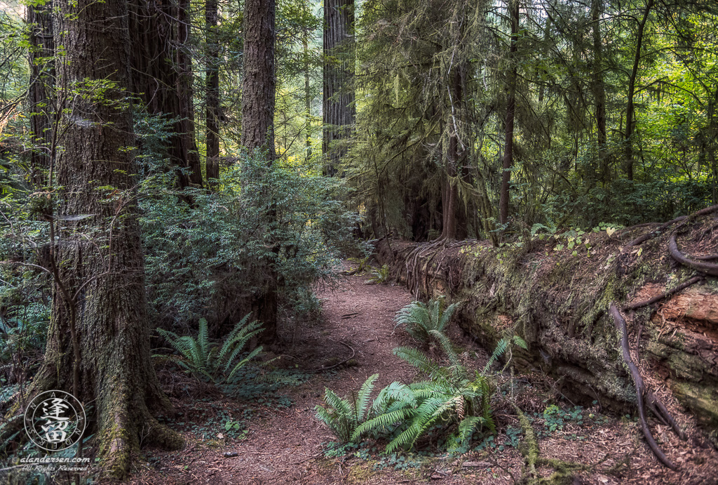 Large fallen redwood tree trunk, covered with the roots of young saplings at Jedediah Smith Redwood State Park in Northern California.