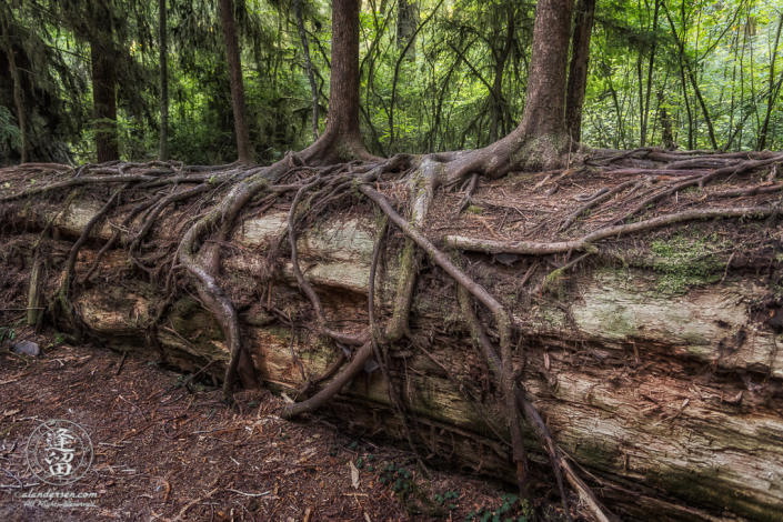 Young saplings growing on top of fallen Redwood tree trunk at Jedediah Smith Redwood State Park in Northern California.