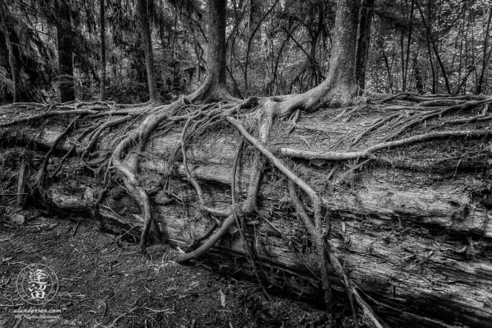 Young saplings growing on top of fallen Redwood tree trunk at Jedediah Smith Redwood State Park in Northern California.