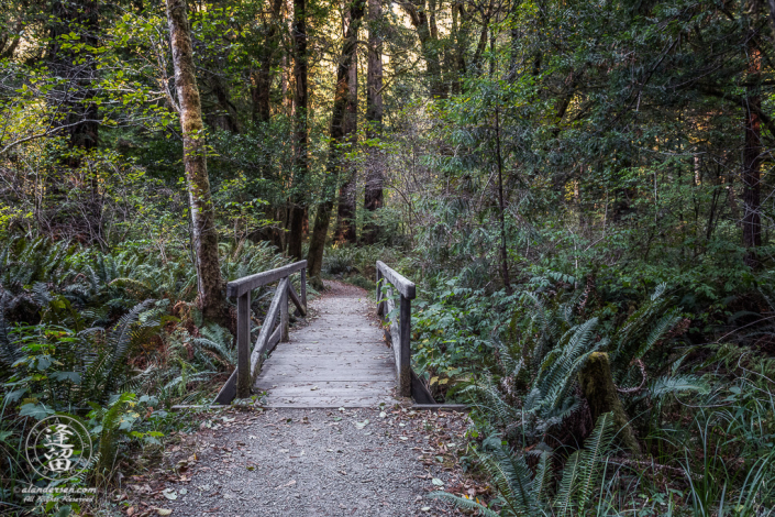 Small wooden bridge across creek on Leiffer Loop Trail at Jedediah Smith Redwood State Park in Northern California.