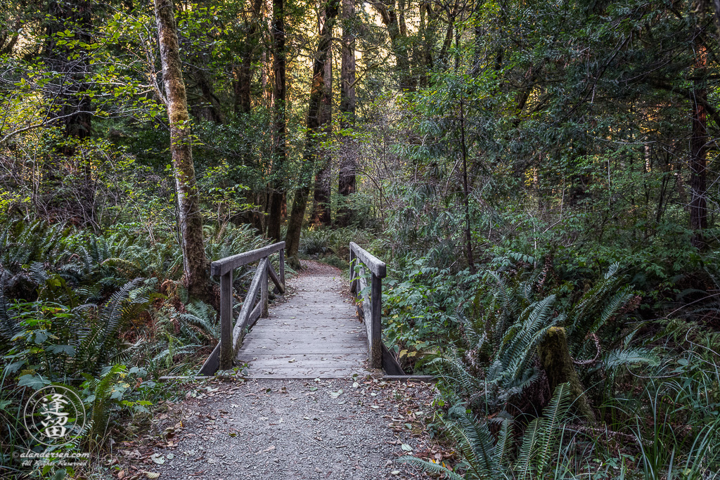 Small wooden bridge across creek on Leiffer Loop Trail at Jedediah Smith Redwood State Park in Northern California.