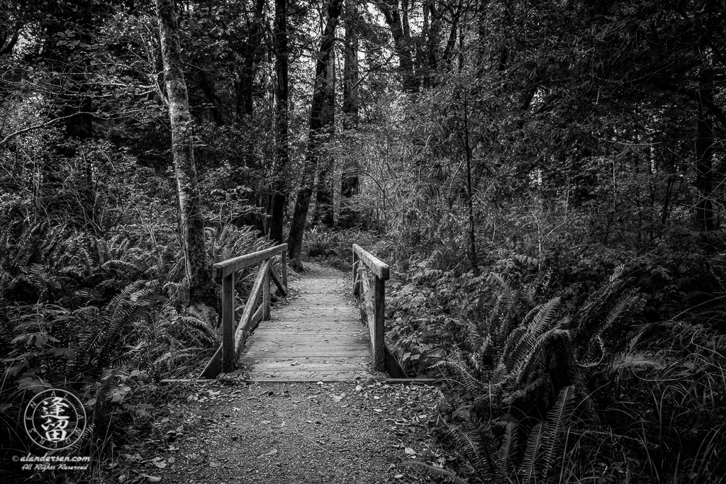 Small wooden bridge across creek on Leiffer Loop Trail at Jedediah Smith Redwood State Park in Northern California.