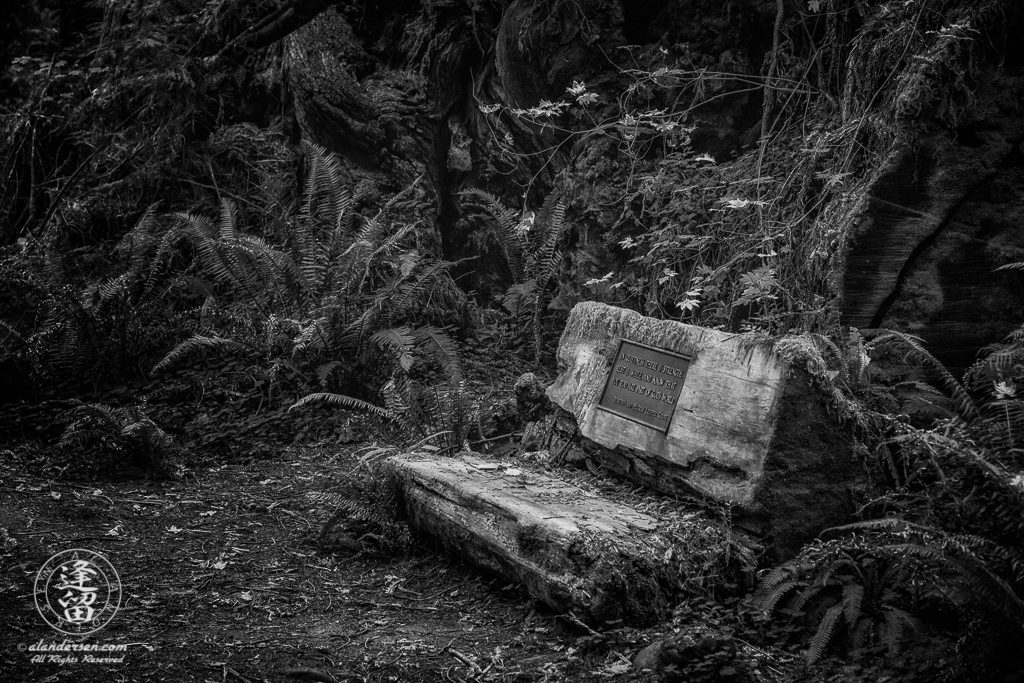 Rustic log bench on Leiffer Loop Trail at Jedediah Smith Redwood State Park in Northern California.