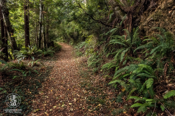 Wide leafy fern-lined path through young redwood trees on Last Chance Coastal Trail above Nickel Creek at Del Norte Coast Redwoods State Park.