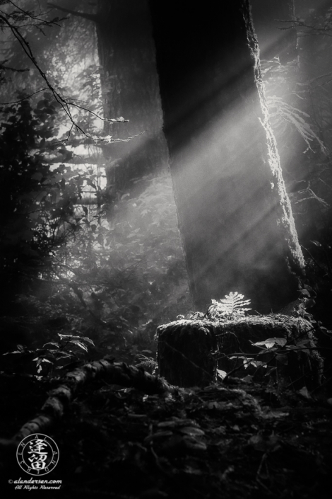 Sunbeams fall on solitary fern growing on redwood stump at Del Norte Coast Redwoods State Park in Northern California.