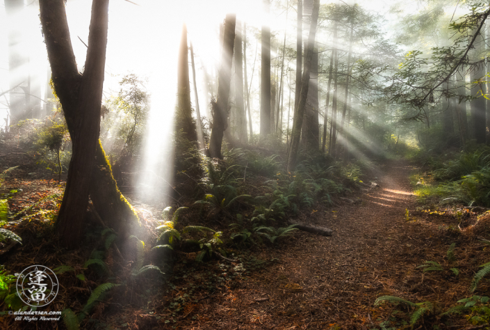 Morning coastal mist and sunbeams through redwood tree trunks at Del Norte Coast Redwoods State Park in Northern California.