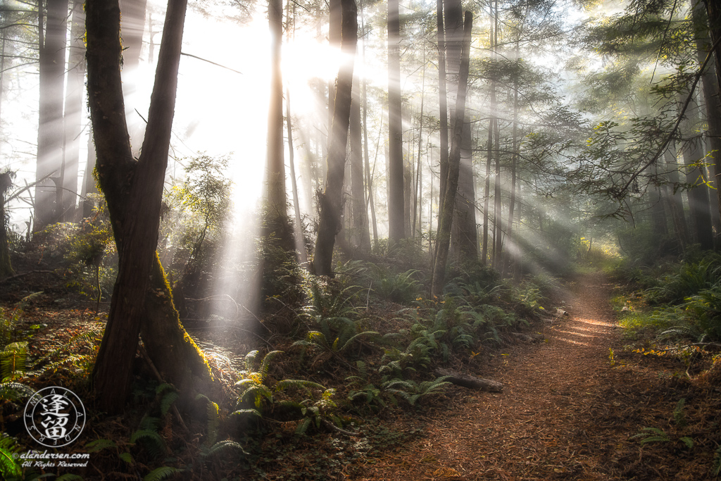 Morning coastal mist and sunbeams through redwood tree trunks at Del Norte Coast Redwoods State Park in Northern California.