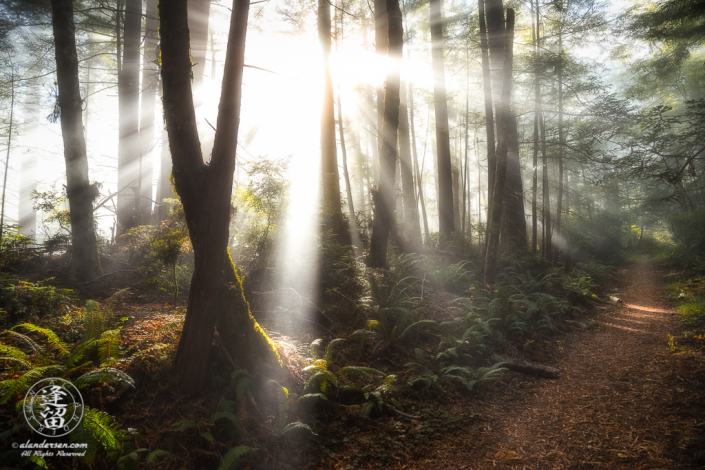 Morning coastal mist and sunbeams through redwood tree trunks at Del Norte Coast Redwoods State Park in Northern California.