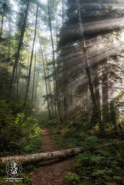 Morning coastal mist drifting through alder and redwood trees at Del Norte Coast Redwoods State Park in Northern California.