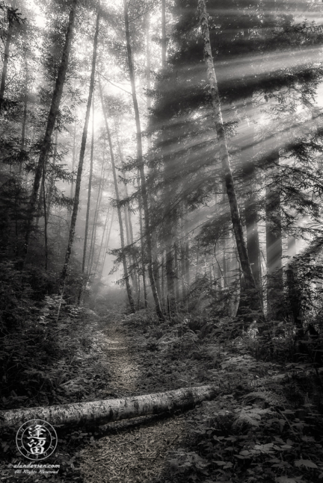 Morning coastal mist drifting through alder and redwood trees at Del Norte Coast Redwoods State Park in Northern California.