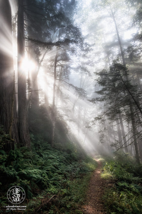 Morning coastal mist drifting through alder and redwood trees at Del Norte Coast Redwoods State Park in Northern California.