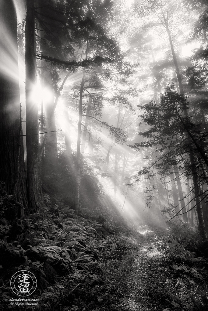 Morning coastal mist drifting through alder and redwood trees at Del Norte Coast Redwoods State Park in Northern California.