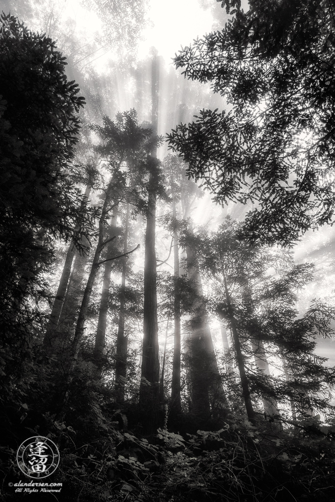 Morning coastal mist drifting through alder and redwood trees at Del Norte Coast Redwoods State Park in Northern California.