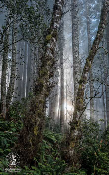 Sunrays and coastal mist in Alder at Del Norte Coast Redwoods State Park in Northern California.