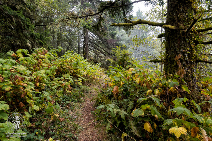 Wet and misty morning along the Last Chance Coastal Trail at Del Norte Coast Redwoods State Park near Crescent City in Northern California.