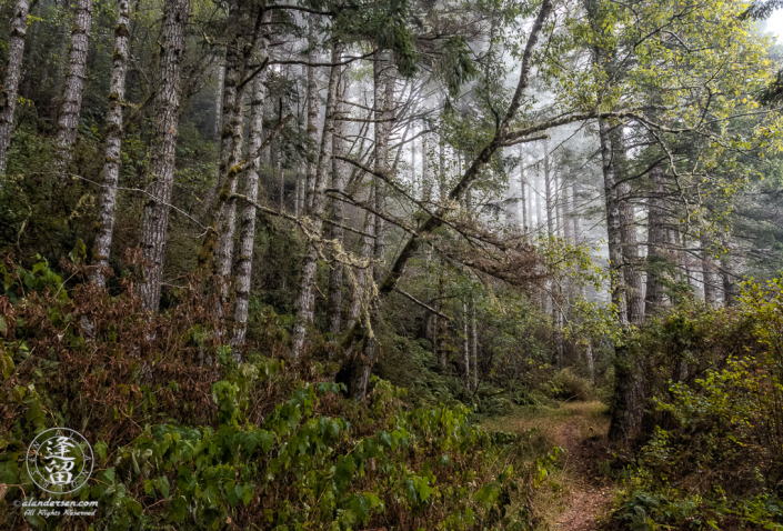 Alder trees blanketed with morning coastal mist at Del Norte Coast Redwoods State Park in Northern California.